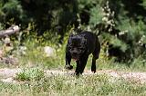 STAFFIE 405